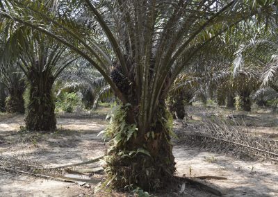 Plantation Rehabilitation works begin to increase the production of FFB