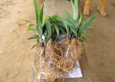 Sampling of Seedlings to identify root growth