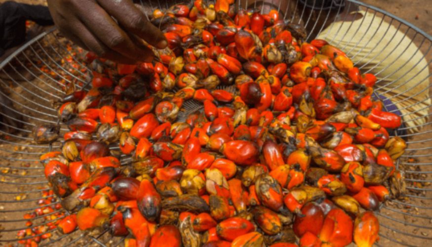 Malaysia strengthens economic foothold in Nigeria with $664m export growth amid palm oil rally | Agrinexus International E-news