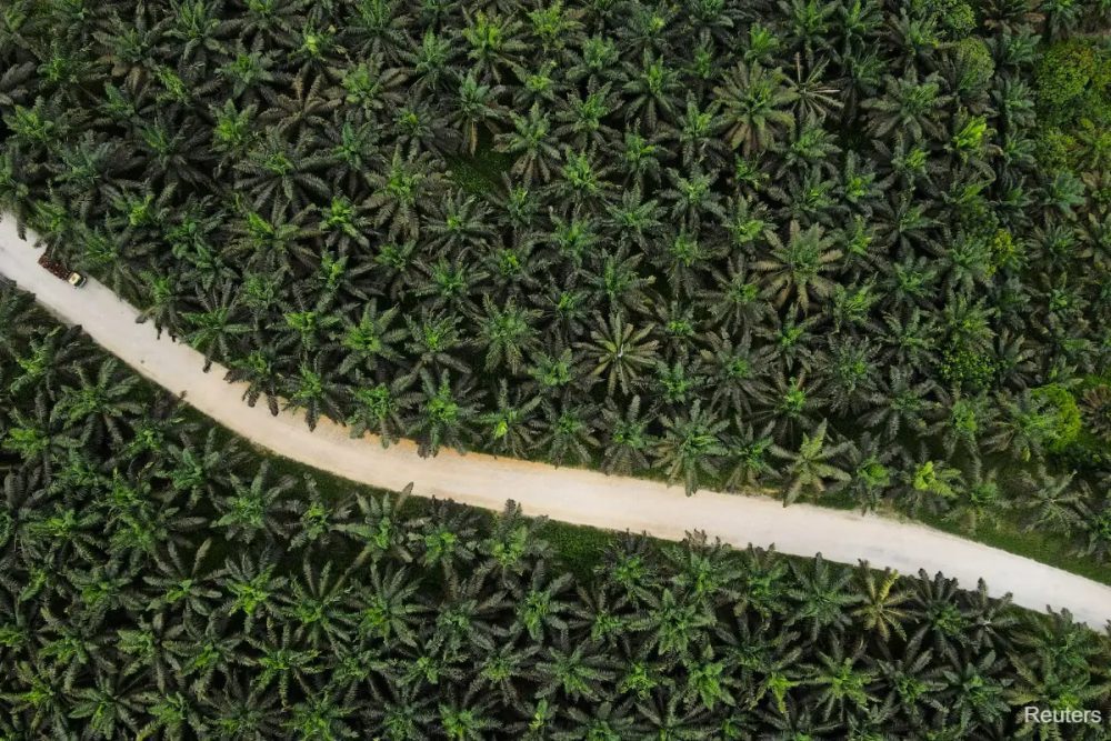 Indonesia deploys thousands of African bugs to boost palm output