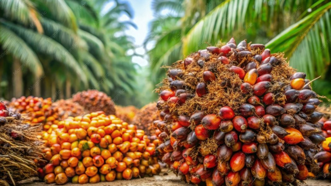 The increase in crude oil prices has made biofuels more appealing, narrowing the price gap between regular diesel and palm-based biodiesel. In some cases, palm biodiesel is now competitive with, or even cheaper than, fossil fuels, reducing the need for government subsidies. Source AI Generated Image | Agrinexus International E-news