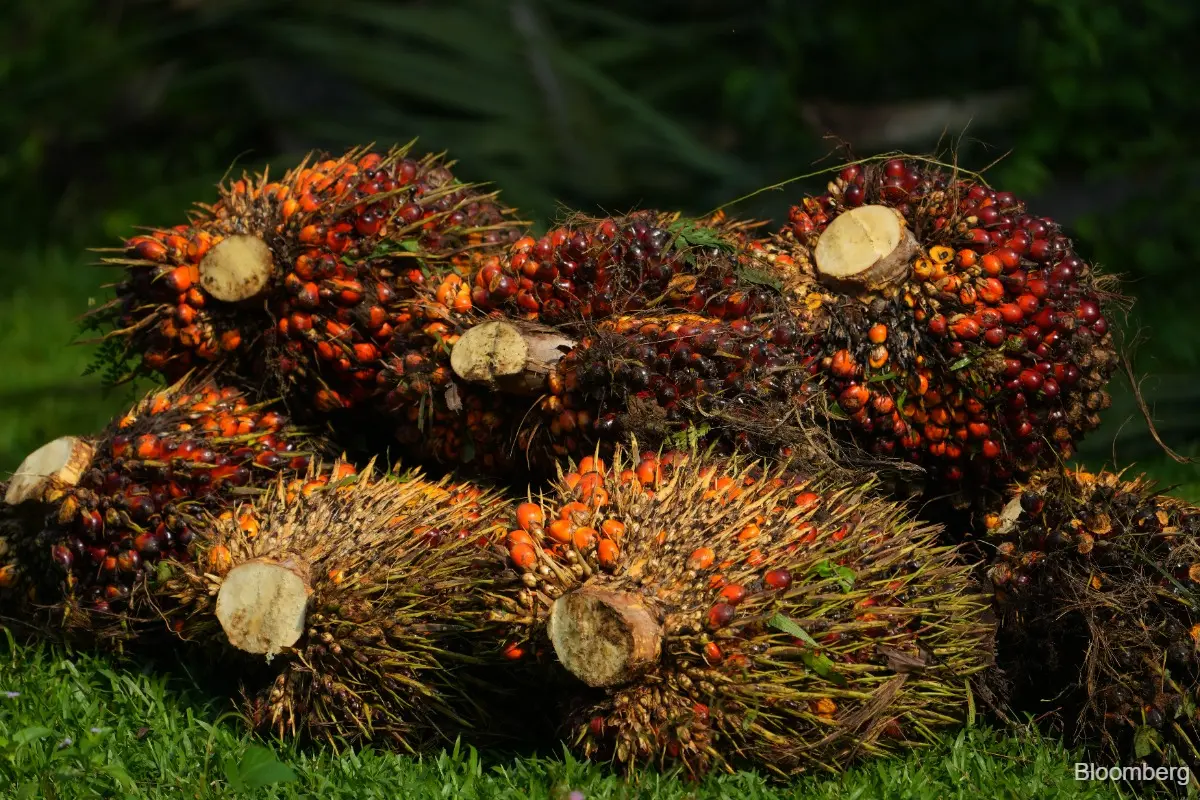 Oil palm fruit left to rot as Indonesia export revamp hits farmers