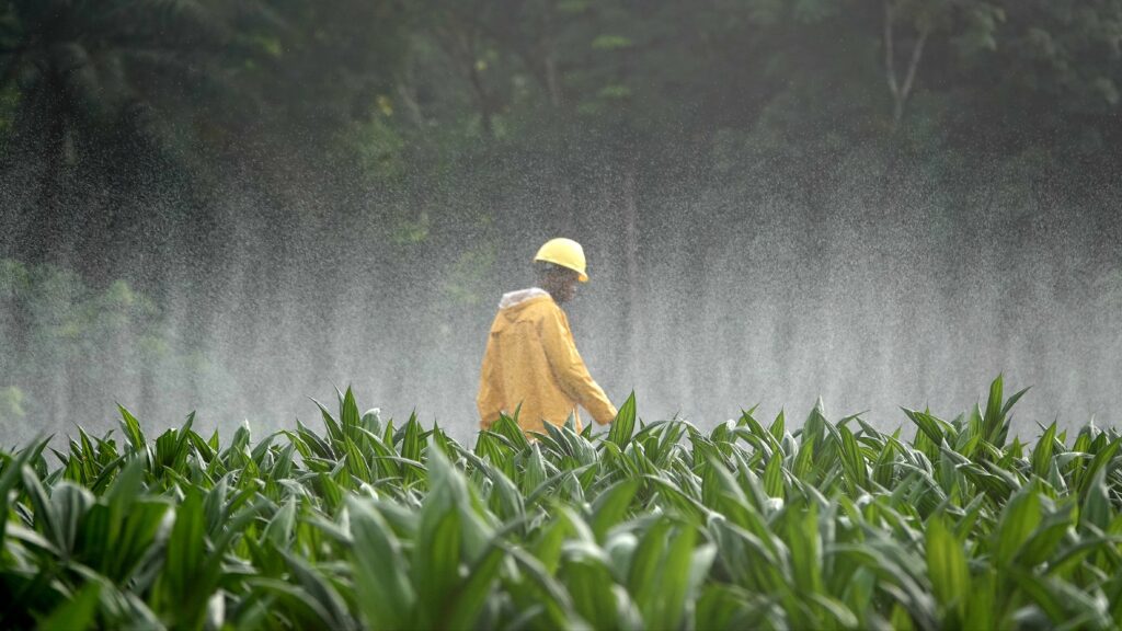 MANAGING OIL PALM DURING THE RAINY SEASON: THE REAL TEST OF PLANTATION MANAGEMENT - Agrinexus Photo