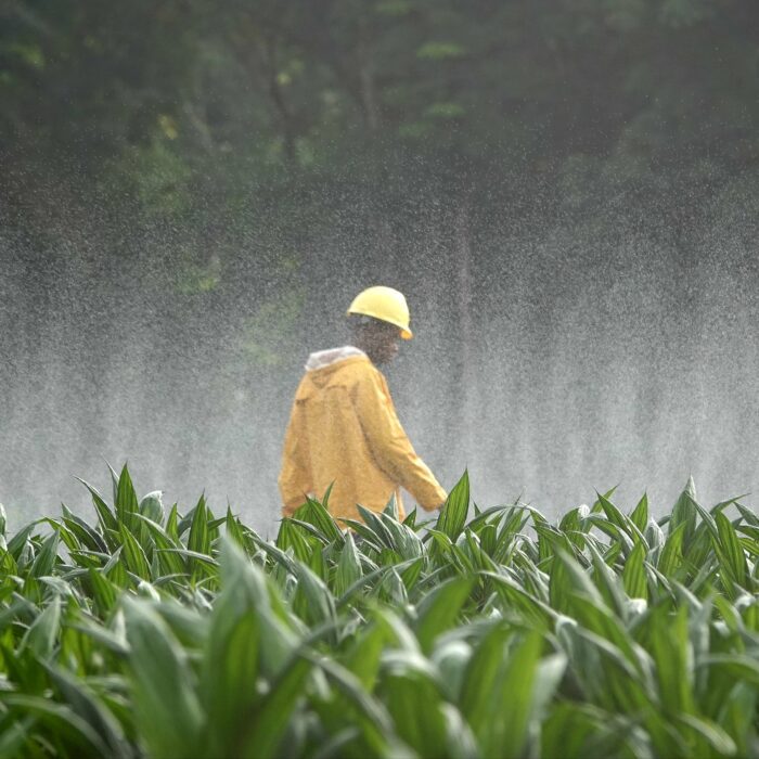 MANAGING OIL PALM DURING THE RAINY SEASON: THE REAL TEST OF PLANTATION MANAGEMENT - Agrinexus Photo